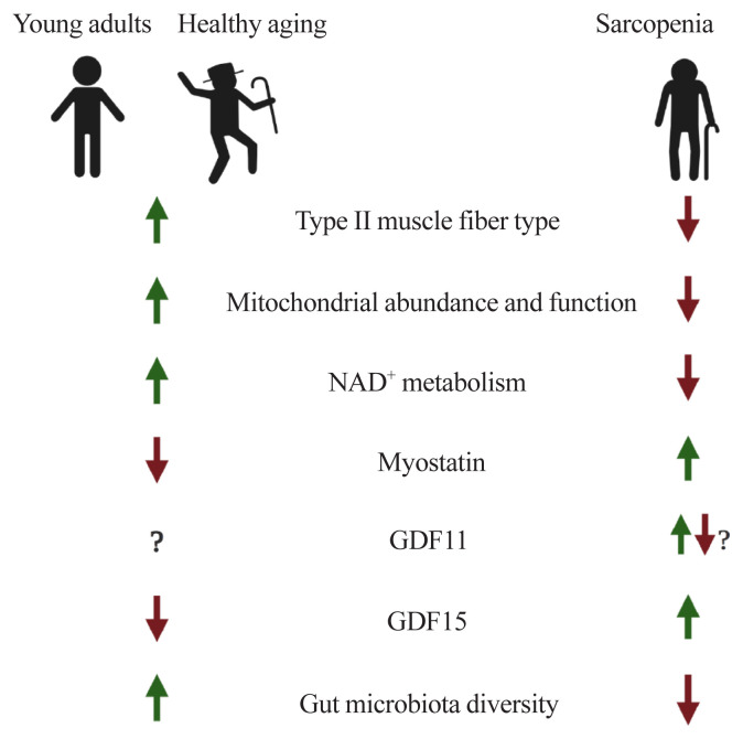 Sarcopenia and Muscle Aging: A Brief Overview.