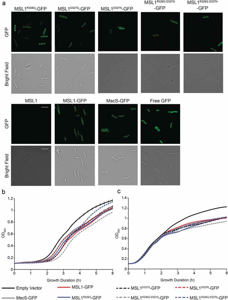 Charged pore-lining residues are required for normal channel kinetics in the eukaryotic mechanosensitive ion channel MSL1.