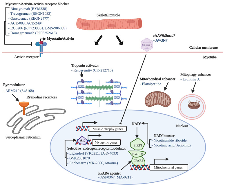Sarcopenia and Muscle Aging: A Brief Overview.