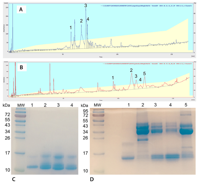 Effect of <i>Bitis gabonica</i> and <i>Dendroaspis angusticeps</i> snake venoms on apoptosis-related genes in human thymic epithelial cells.