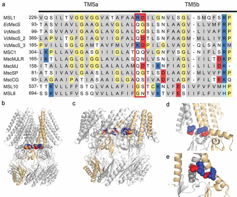 Charged pore-lining residues are required for normal channel kinetics in the eukaryotic mechanosensitive ion channel MSL1.