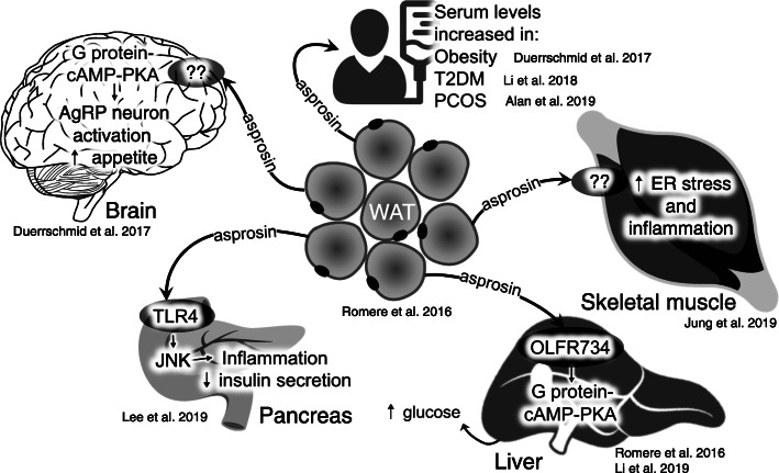 Asprosin in pregnancy and childhood.