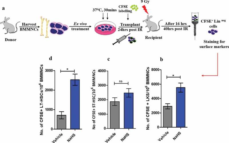 Short-term <i>ex-vivo</i> exposure to hydrogen sulfide enhances murine hematopoietic stem and progenitor cell migration, homing, and proliferation.