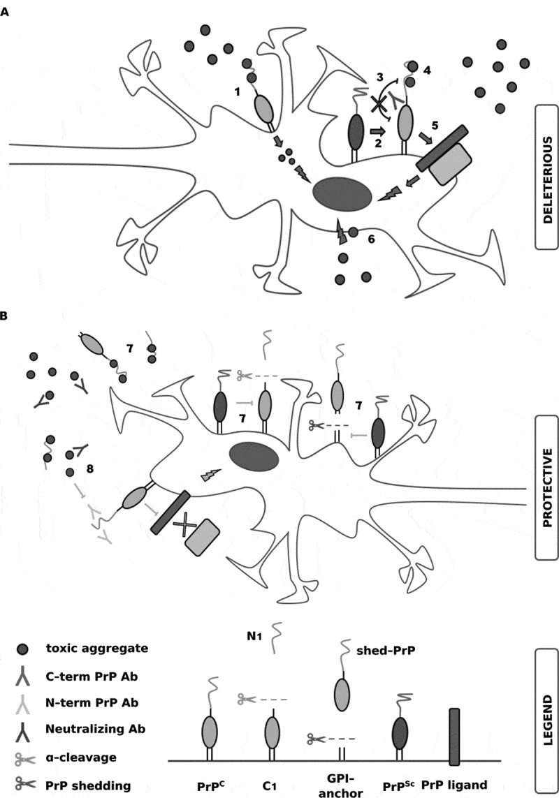 On the role of the cellular prion protein in the uptake and signaling of pathological aggregates in neurodegenerative diseases.