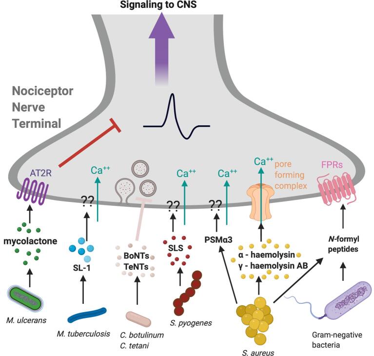 Mechanisms of microbial–neuronal interactions in pain and nociception