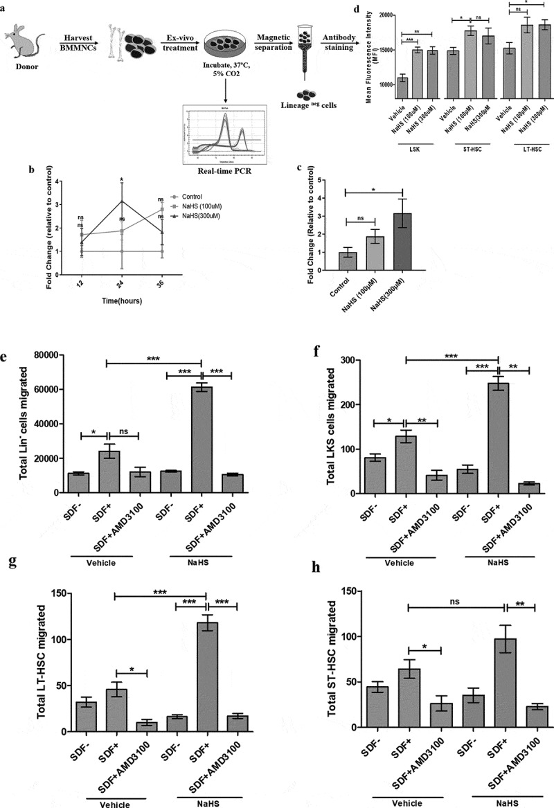 Short-term <i>ex-vivo</i> exposure to hydrogen sulfide enhances murine hematopoietic stem and progenitor cell migration, homing, and proliferation.