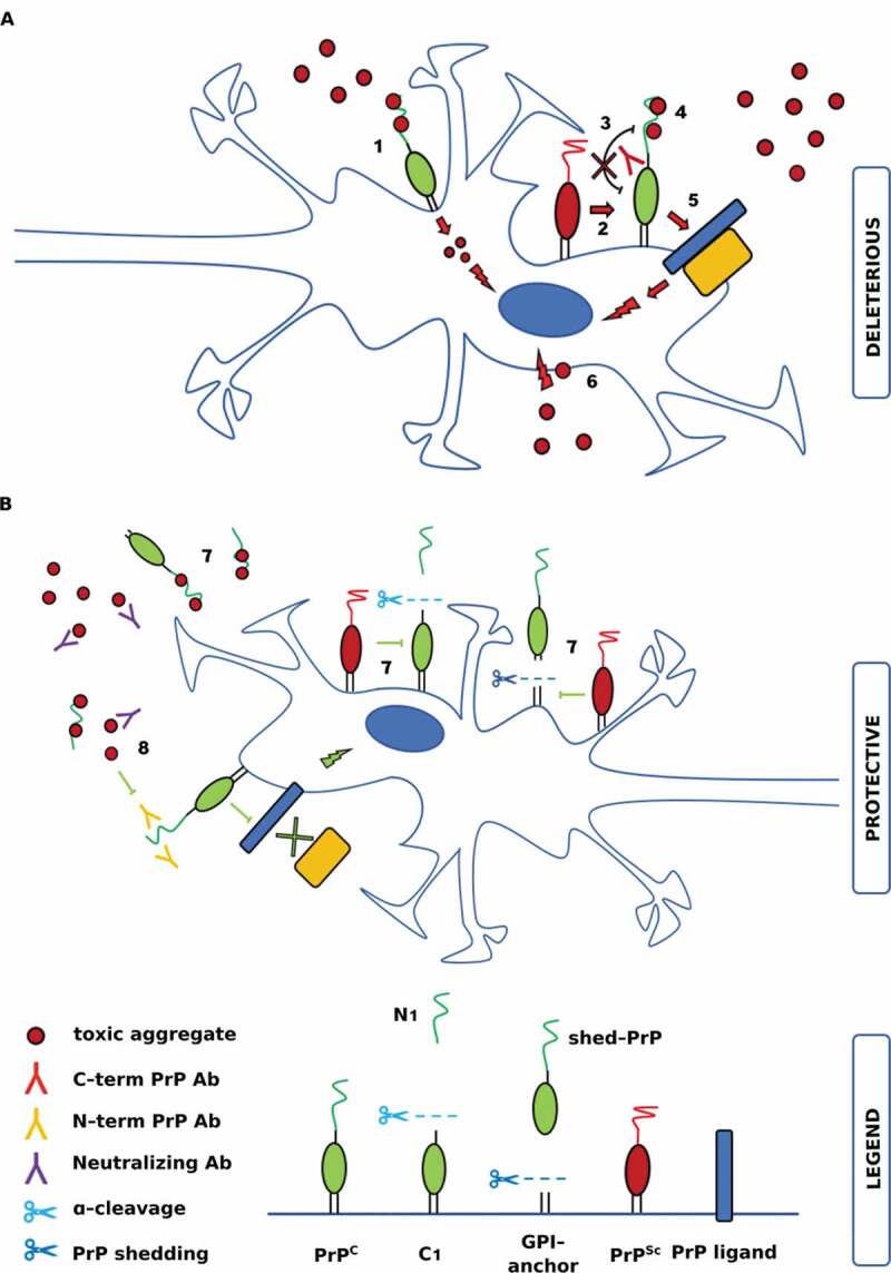 On the role of the cellular prion protein in the uptake and signaling of pathological aggregates in neurodegenerative diseases.