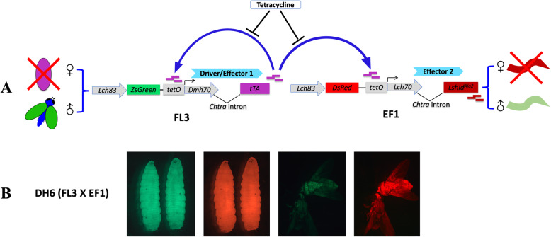 Building a transgenic sexing strain for genetic control of the Australian sheep blow fly Lucilia cuprina using two lethal effectors.