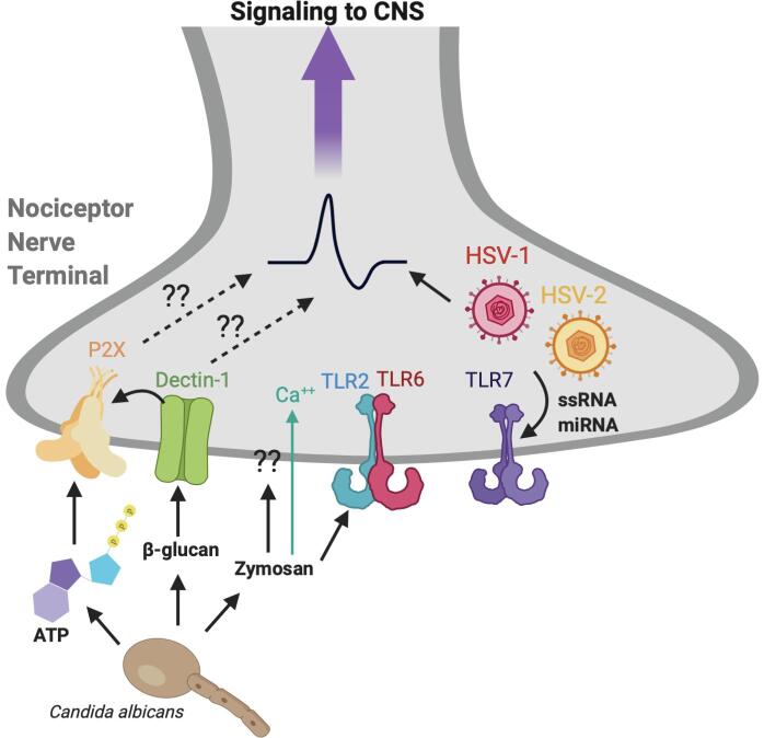 Mechanisms of microbial–neuronal interactions in pain and nociception