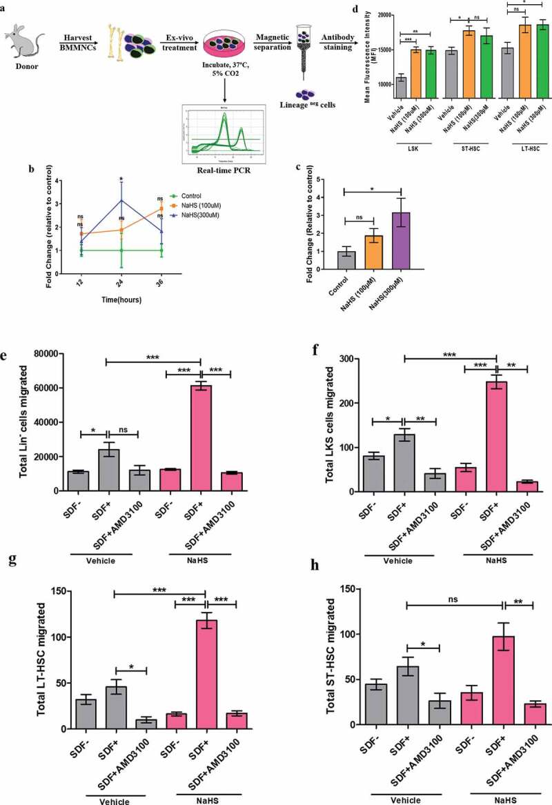 Short-term <i>ex-vivo</i> exposure to hydrogen sulfide enhances murine hematopoietic stem and progenitor cell migration, homing, and proliferation.