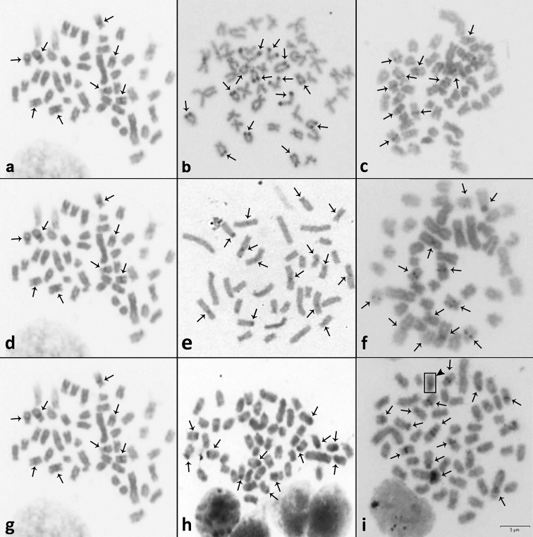 Corrigenda: Cytogenetic markers as a tool for characterization of hybrids of <i>Astyanax</i> Baird & Girard, 1854 and <i>Hyphessobrycon</i> Eigenmann, 1907. Comparative Cytogenetics 14(2): 231-242. https://doi.org/10.3897/CompCytogen.v14i2.49513.