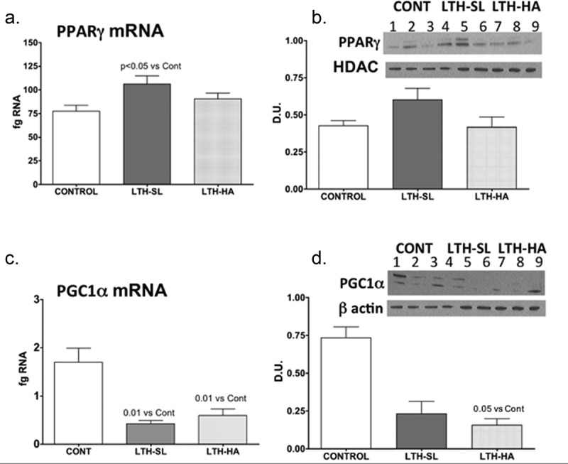 Long term hypoxia during gestation alters perirenal adipose tissue gene expression in the lamb.