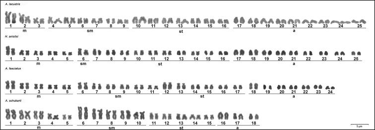 Corrigenda: Cytogenetic markers as a tool for characterization of hybrids of <i>Astyanax</i> Baird & Girard, 1854 and <i>Hyphessobrycon</i> Eigenmann, 1907. Comparative Cytogenetics 14(2): 231-242. https://doi.org/10.3897/CompCytogen.v14i2.49513.