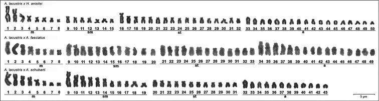 Corrigenda: Cytogenetic markers as a tool for characterization of hybrids of <i>Astyanax</i> Baird & Girard, 1854 and <i>Hyphessobrycon</i> Eigenmann, 1907. Comparative Cytogenetics 14(2): 231-242. https://doi.org/10.3897/CompCytogen.v14i2.49513.