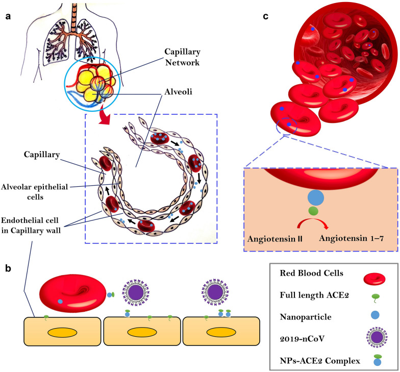 A potential hypothesis for 2019-nCoV infection therapy through delivery of recombinant ACE2 by red blood cell-hitchhiking.