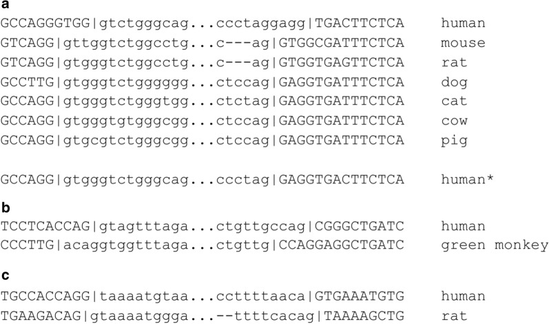 Is there any intron sliding in mammals?