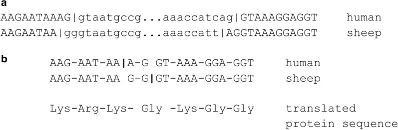 Is there any intron sliding in mammals?