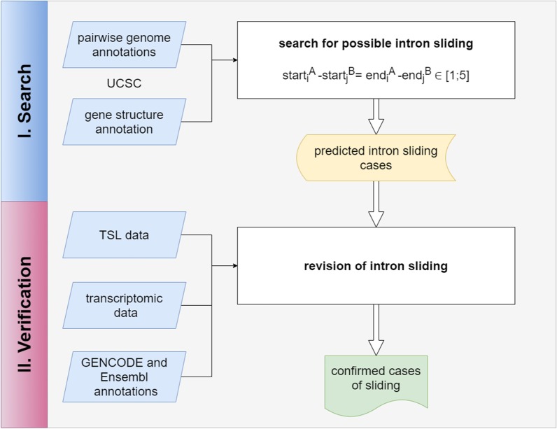 Is there any intron sliding in mammals?