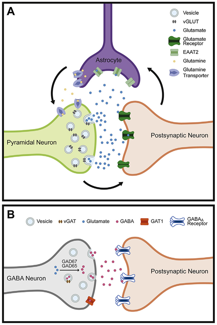 Prefrontal cortical alterations of glutamate and GABA neurotransmission in schizophrenia: Insights for rational biomarker development