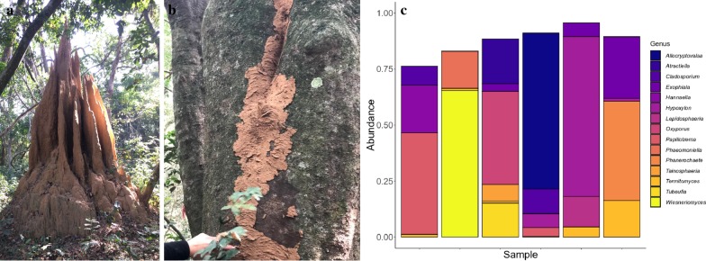 You don't have the guts: a diverse set of fungi survive passage through Macrotermes bellicosus termite guts.