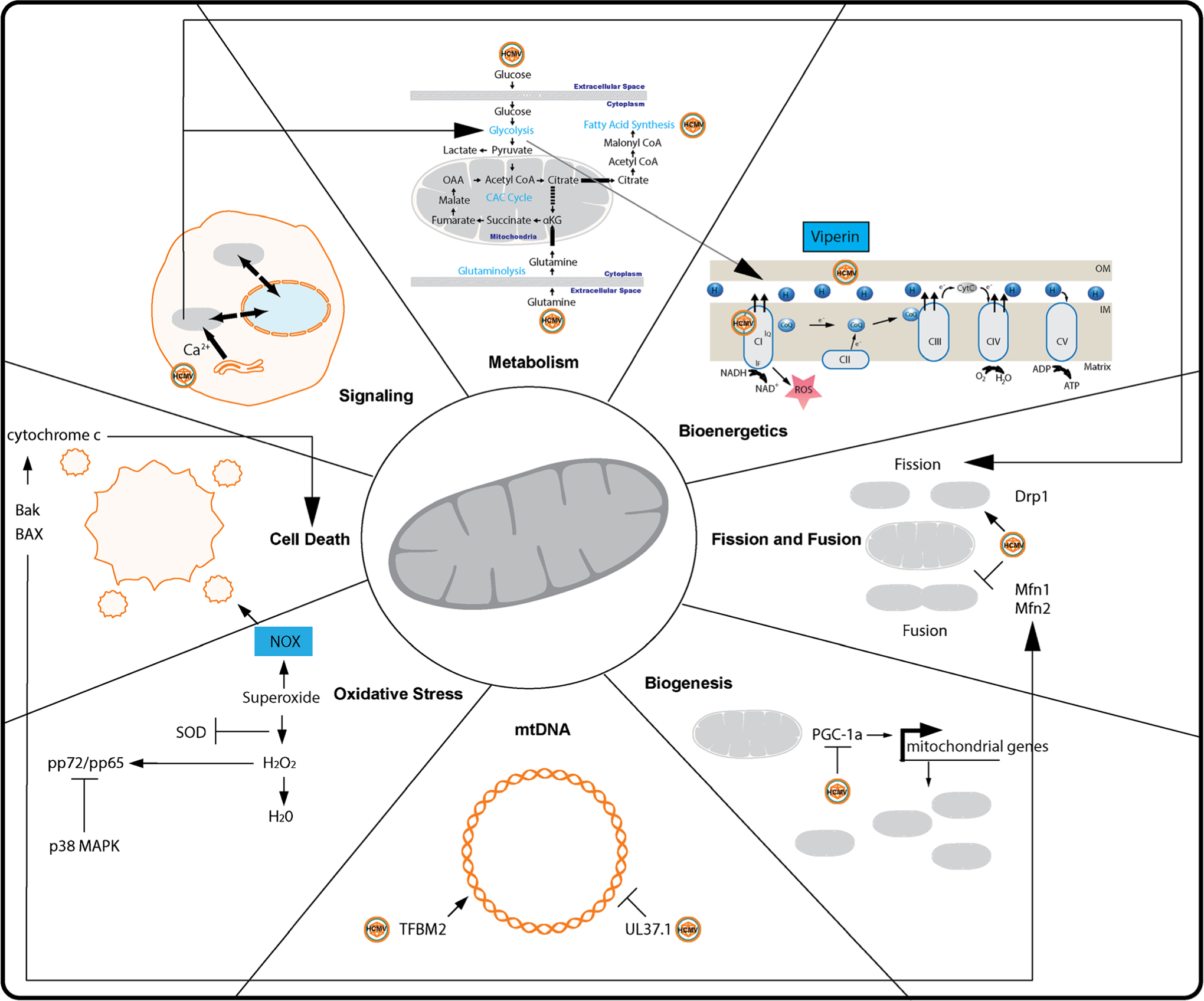 Host Mitochondrial Requirements of Cytomegalovirus Replication.