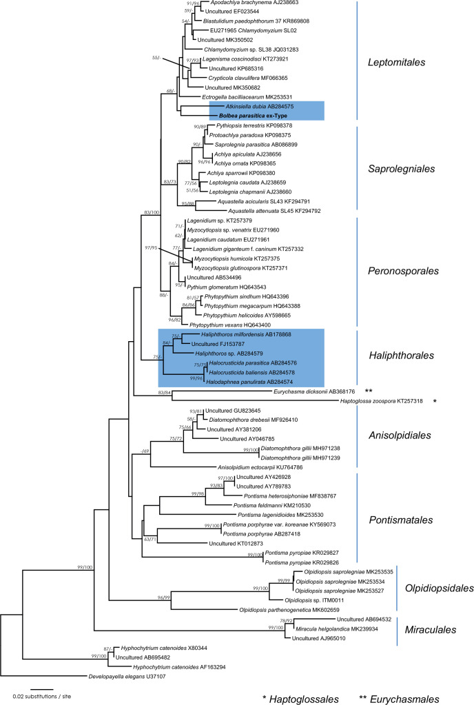 <i>Bolbea parasitica</i> <i>gen. et sp. nov</i>., a cultivable holocarpic parasitoid of the early-diverging <i>Saprolegniomycetes</i>.