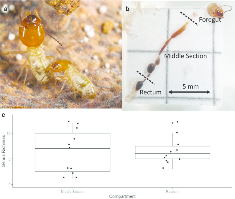 You don't have the guts: a diverse set of fungi survive passage through Macrotermes bellicosus termite guts.