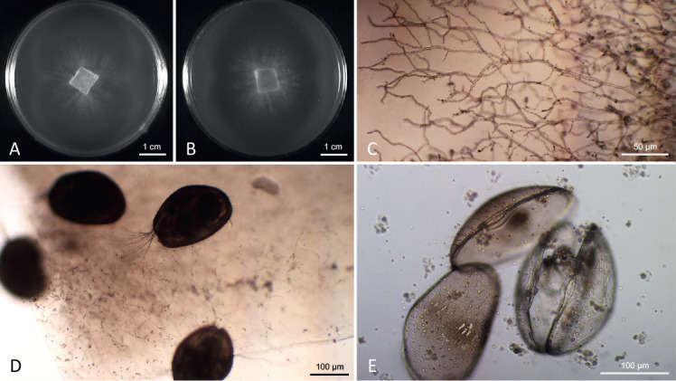 <i>Bolbea parasitica</i> <i>gen. et sp. nov</i>., a cultivable holocarpic parasitoid of the early-diverging <i>Saprolegniomycetes</i>.