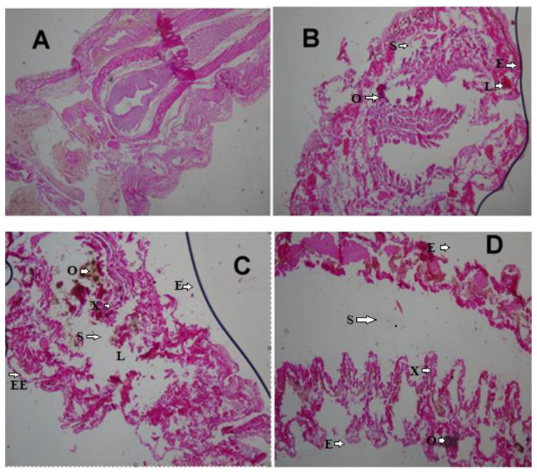 Histopathological effects and biomarker response of earthworms, Eisenia fetida, after exposure to crude oil contaminated soils.