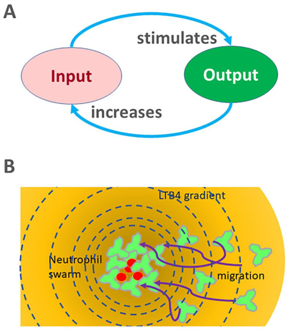 Neutrophil Swarms Are More Than the Accumulation of Cells.