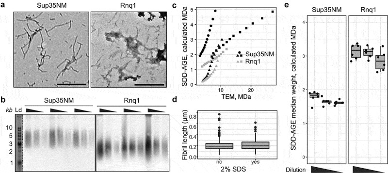 Estimation of amyloid aggregate sizes with semi-denaturing detergent agarose gel electrophoresis and its limitations.