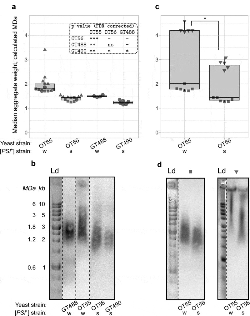 Estimation of amyloid aggregate sizes with semi-denaturing detergent agarose gel electrophoresis and its limitations.