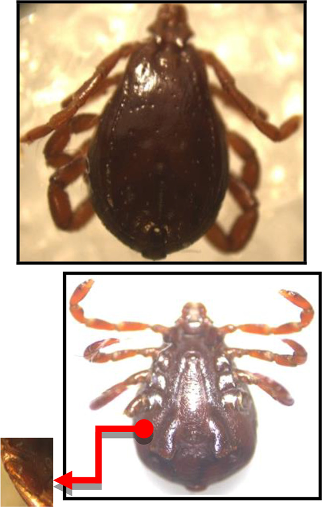 Molecular Epidemiology and Phylogeny of Crimean-Congo Haemorrhagic Fever (CCHF) Virus of Ixodid Ticks in Khorasan Razavi Province of Iran.