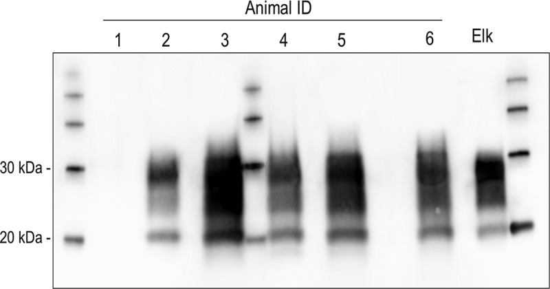 Experimental oral transmission of chronic wasting disease to sika deer (<i>Cervus nippon</i>).