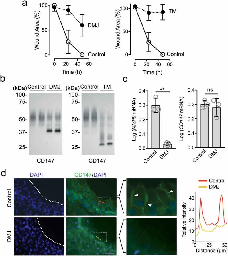 Golgi α1,2-mannosidase I induces clustering and compartmentalization of CD147 during epithelial cell migration.