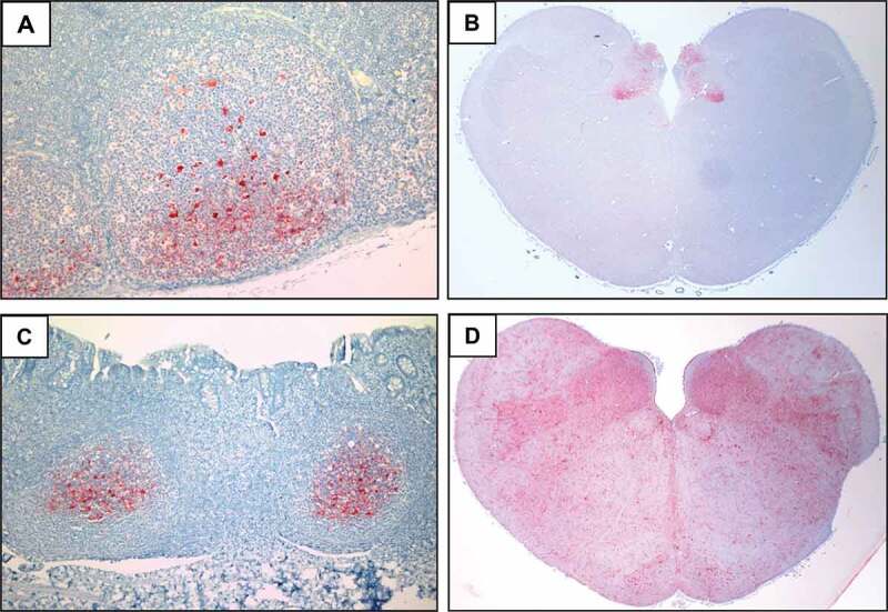 Experimental oral transmission of chronic wasting disease to sika deer (<i>Cervus nippon</i>).