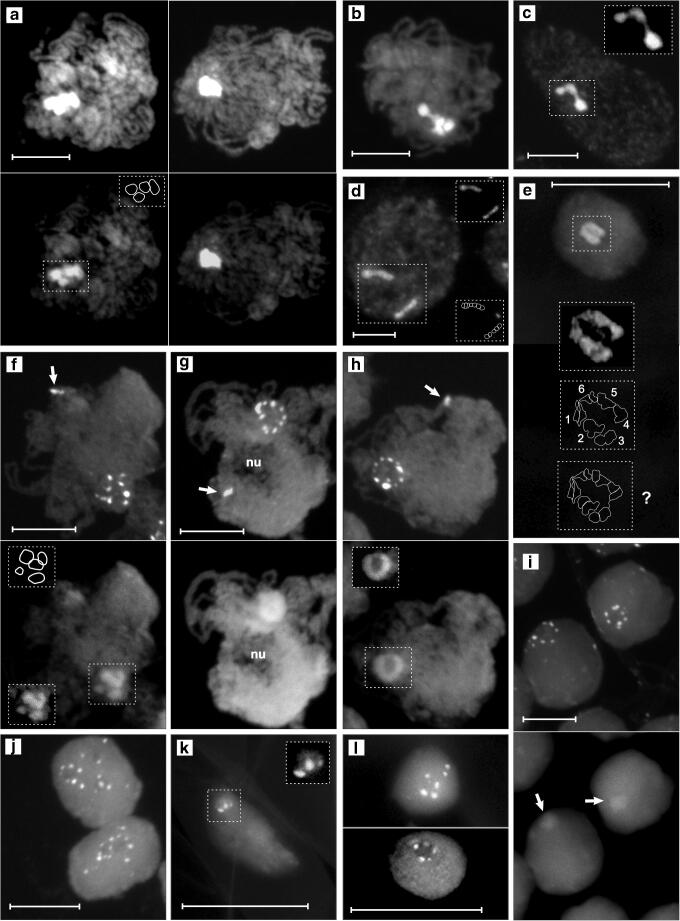 Pericentromere clustering in Tradescantia section Rhoeo involves self-associations of AT- and GC-rich heterochromatin fractions, is developmentally regulated, and increases during differentiation.