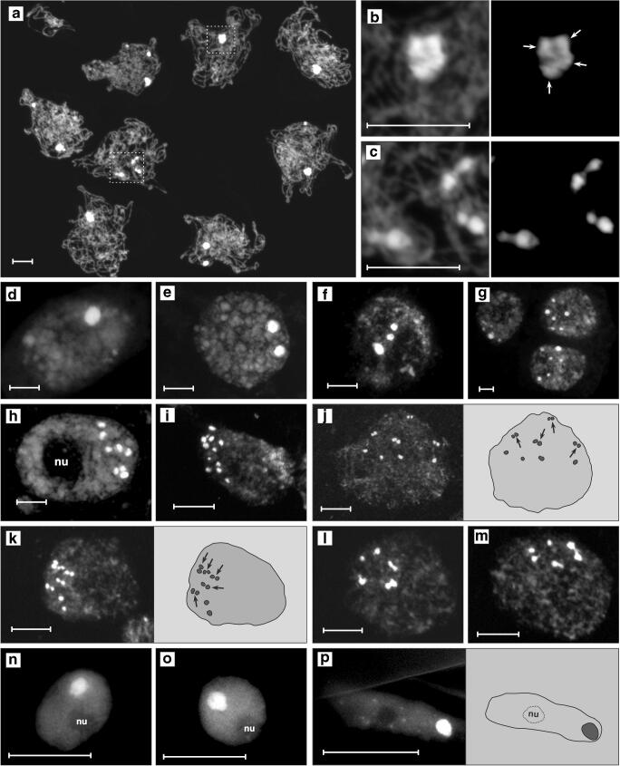 Pericentromere clustering in Tradescantia section Rhoeo involves self-associations of AT- and GC-rich heterochromatin fractions, is developmentally regulated, and increases during differentiation.