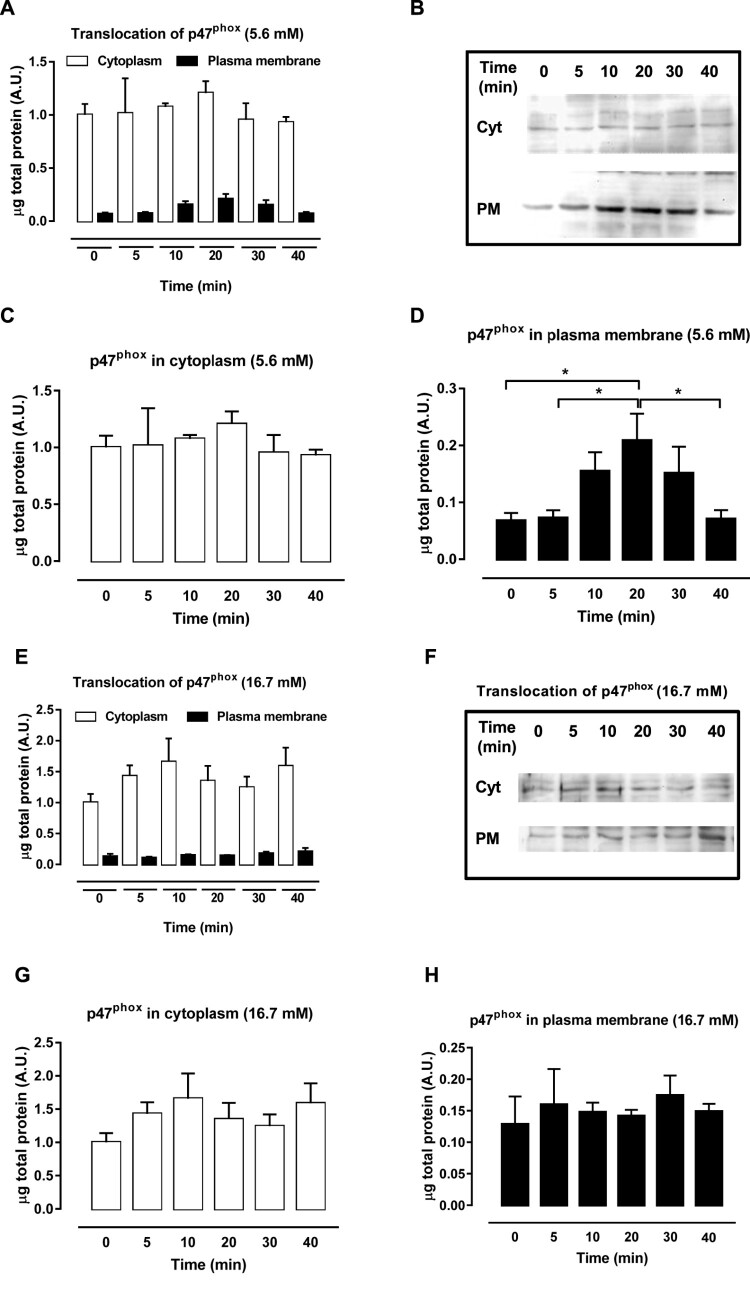 Evidence for NADPH oxidase activation by GPR40 in pancreatic β-cells.