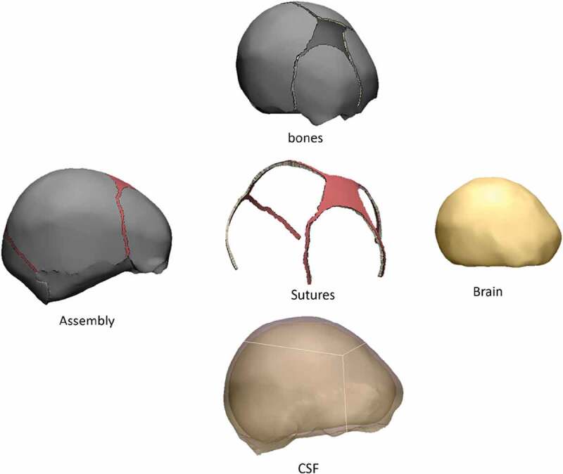 Stress and strain propagation on infant skull from impact loads during falls: a finite element analysis.