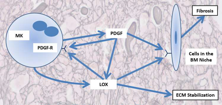 Lysyl oxidase inhibition in primary myelofibrosis: A renewed strategy.