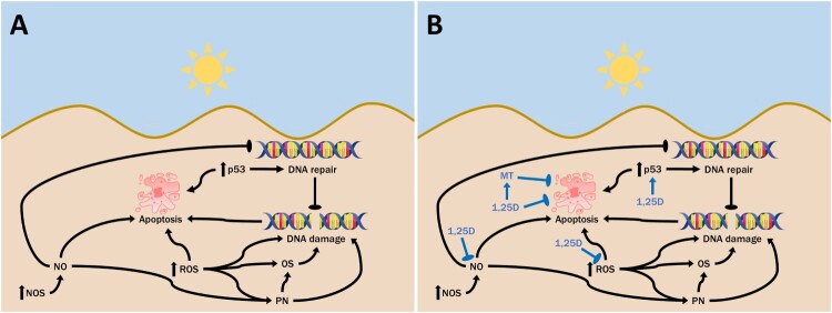 Protective effects of 1,25 dihydroxyvitamin D<sub>3</sub> and its analogs on ultraviolet radiation-induced oxidative stress: a review.