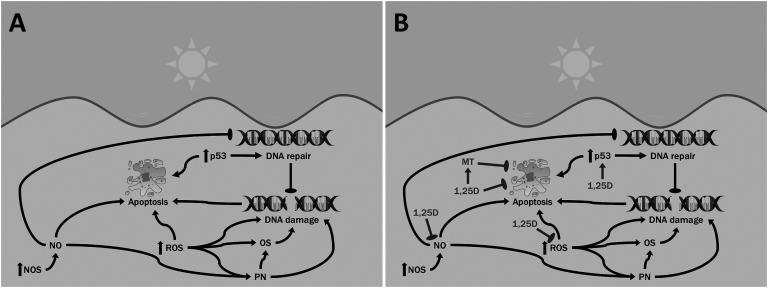 Protective effects of 1,25 dihydroxyvitamin D<sub>3</sub> and its analogs on ultraviolet radiation-induced oxidative stress: a review.