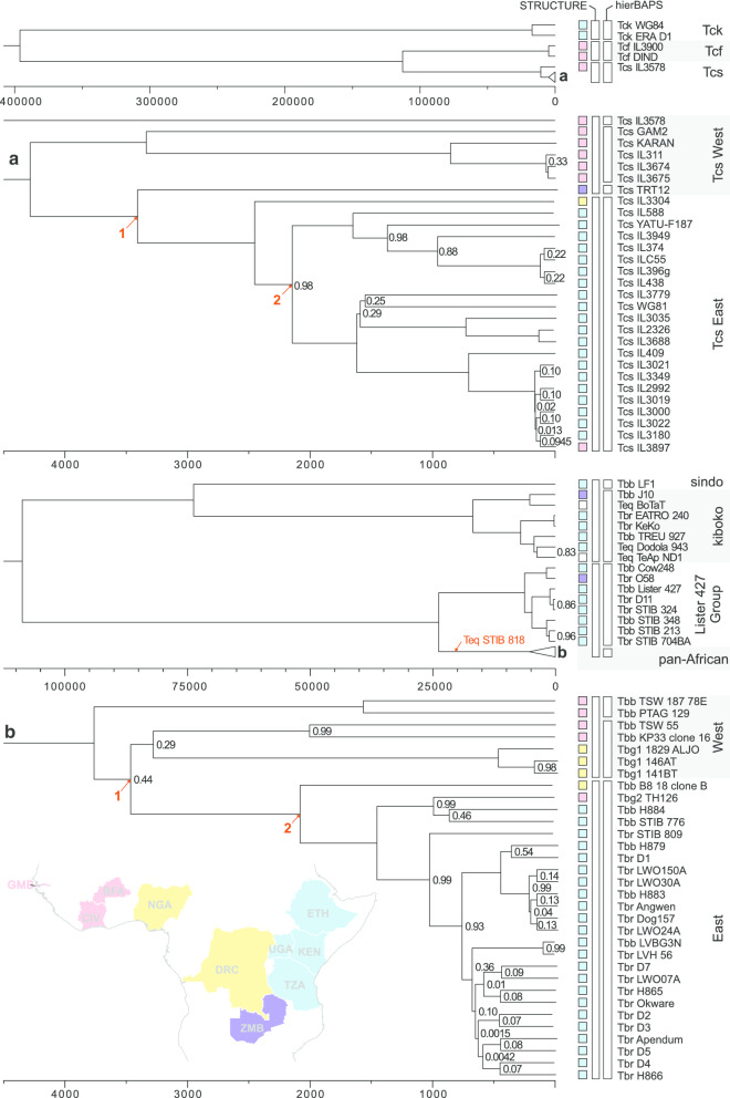 Mitochondrial DNAs provide insight into trypanosome phylogeny and molecular evolution.