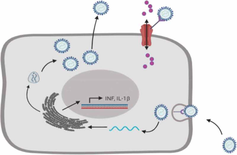 Similarities between the effect of SARS-CoV-2 and HCV on the cellular level, and the possible role of ion channels in COVID19 progression: a review of potential targets for diagnosis and treatment.