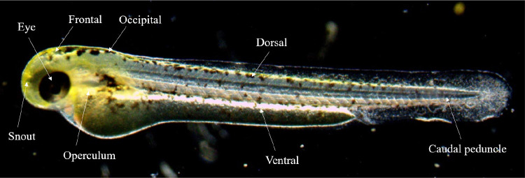 Early Life History of <i>Lefua costata</i> (Cypriniformes : Balitoridae) from Korea.