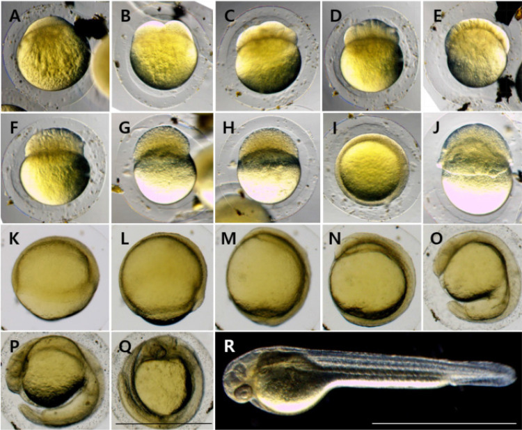 Early Life History of <i>Lefua costata</i> (Cypriniformes : Balitoridae) from Korea.