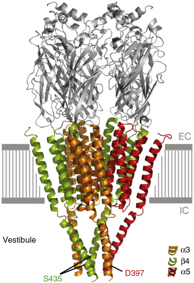 The α5 Nicotinic Acetylcholine Receptor Subunit Differentially Modulates α4β2<sup>*</sup> and α3β4<sup>*</sup> Receptors.