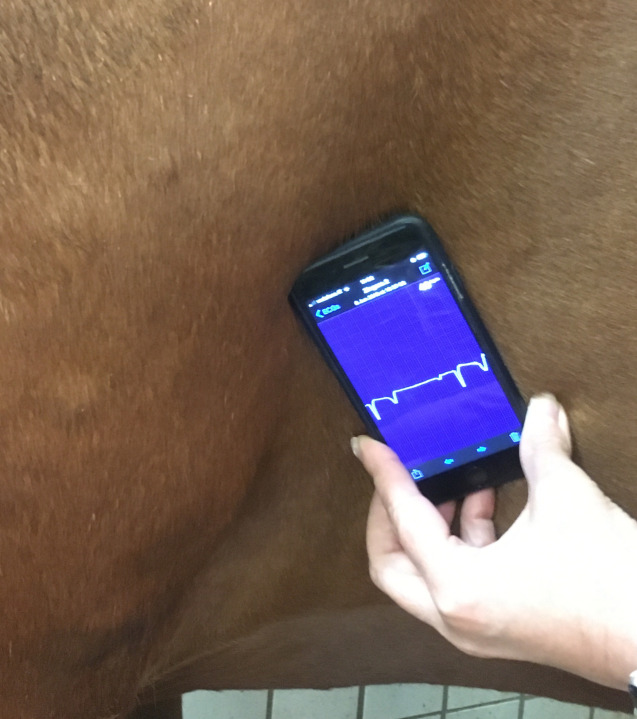 Evaluation of a smartphone-based electrocardiogram device accuracy in field and in hospital conditions in horses.