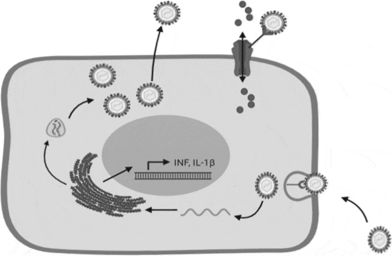 Similarities between the effect of SARS-CoV-2 and HCV on the cellular level, and the possible role of ion channels in COVID19 progression: a review of potential targets for diagnosis and treatment.